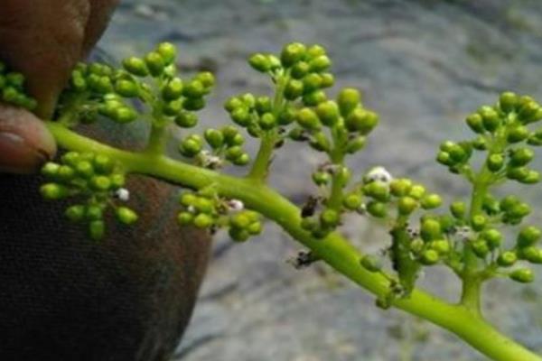 如何防治葡萄不结果，植株发芽后要及时除萌定芽