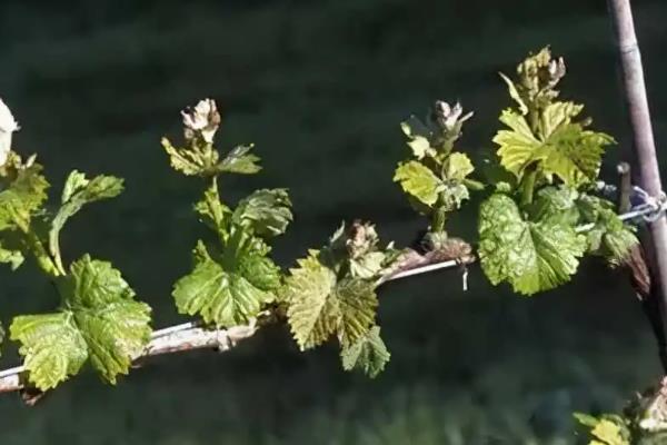 如何防治葡萄不结果，植株发芽后要及时除萌定芽