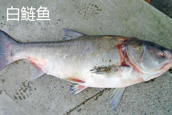 花鲢鱼和白鲢鱼有什么区别，头部、鳞片和腹部均不同