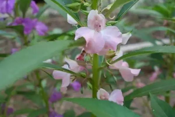 凤仙花立枯病如何防治，发病初期可喷洒百菌清可湿性粉剂