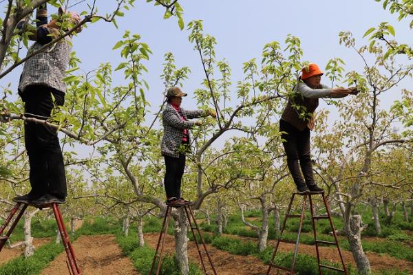 暴雨对果园的危害，会导致烂根、果树叶片黄化等