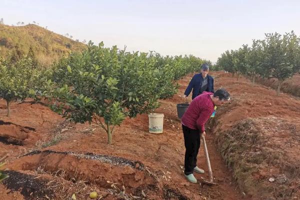 暴雨对果园的危害，会导致烂根、果树叶片黄化等