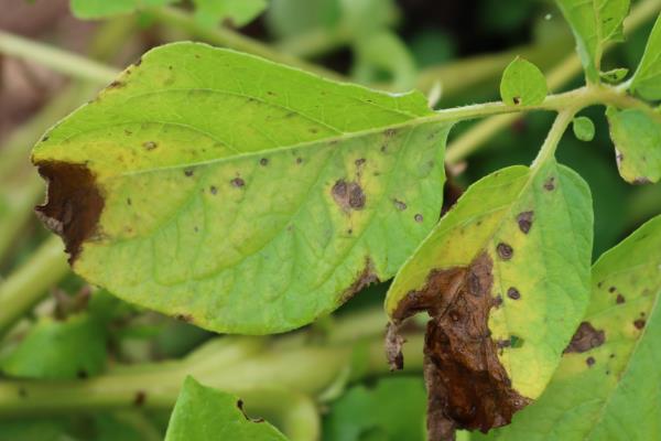 大豆开花结荚期的病虫害有哪些，主要有蚜虫、豆荚螟、食心虫等