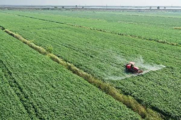 大豆开花结荚期的病虫害有哪些，主要有蚜虫、豆荚螟、食心虫等