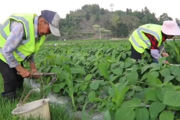 大豆开花结荚期的病虫害有哪些，主要有蚜虫、豆荚螟、食心虫等