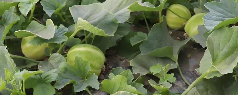 春季如何露地种植香瓜，生长旺季要追施复合肥