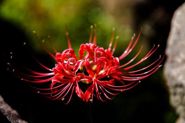 彼岸花幼苗的特征，叶子形状为狭带状且顶端比较钝