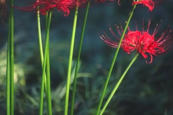 彼岸花幼苗的特征，叶子形状为狭带状且顶端比较钝