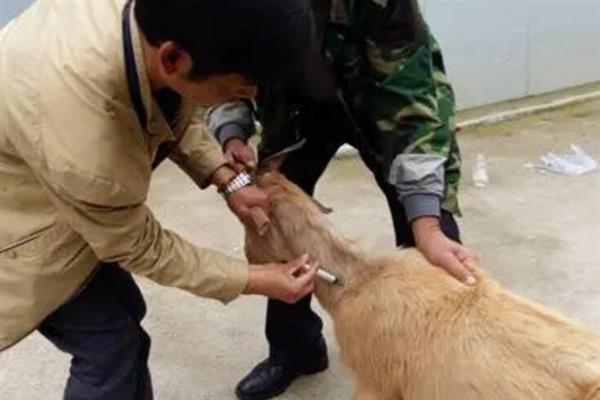 为什么羊吃料不上膘，是因为体内有寄生虫