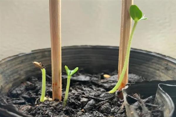 春季如何露地种植香瓜，生长旺季要追施复合肥