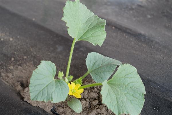 春季如何露地种植香瓜，生长旺季要追施复合肥