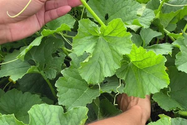 春季如何露地种植香瓜，生长旺季要追施复合肥