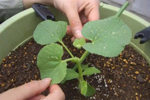 春季如何露地种植香瓜，生长旺季要追施复合肥