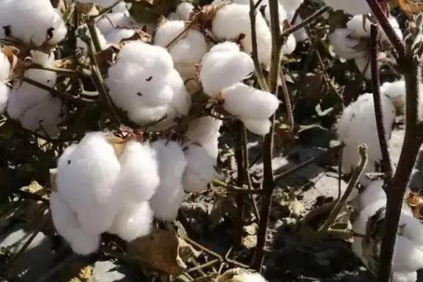 蒙棉8号棉花种子特点