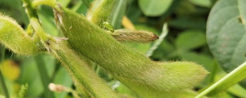 吉育5071大豆种子特点，8月中旬及时防治大豆食心虫