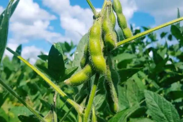 鑫地16号大豆品种的特性，该品种为亚有限结荚习性