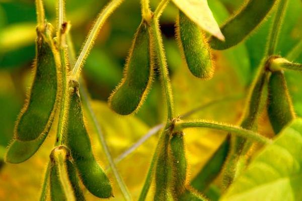 鑫地16号大豆品种的特性，该品种为亚有限结荚习性