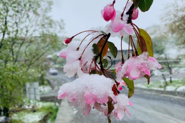 雪水浇花好不好，雪水浇花是有好处的