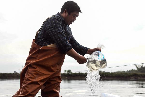 对虾的养殖技术，池塘的深度必须在1.8m左右