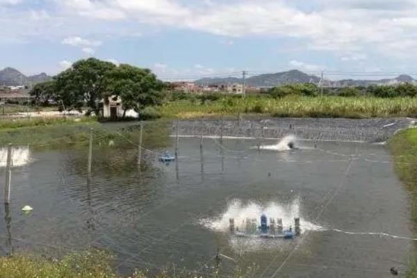 对虾的养殖技术，池塘的深度必须在1.8m左右