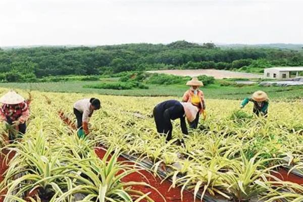 菠萝的施肥方法，基肥应主施有机肥