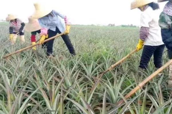 菠萝的施肥方法，基肥应主施有机肥