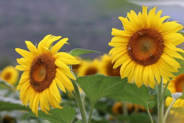 单子叶和双子叶的区别是什么，种子、花叶和根系均不同