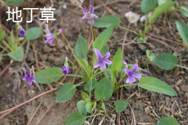 农村有什么常见具有药用价值的野草，包括车前草、地丁草等品种