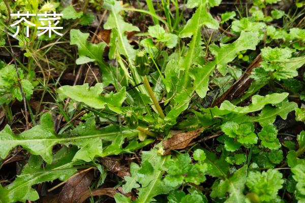 农村有什么常见具有药用价值的野草，包括车前草、地丁草等品种