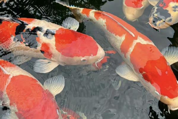 饲养锦鲤的适宜水温，20-27℃为最佳温度