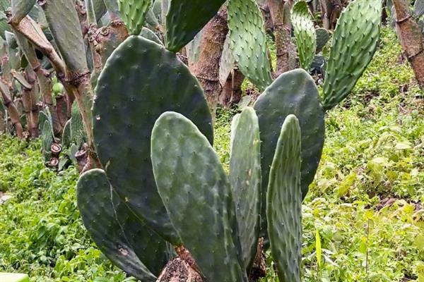 哪些室内植物能适应北方的干燥环境，包括仙人掌、虎皮兰、金钱树等品种