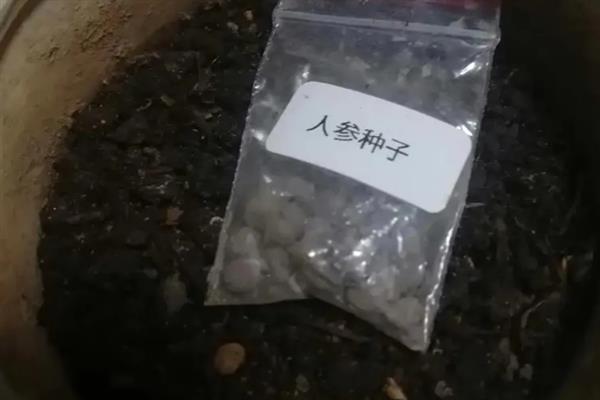 人参怎么种植，催芽后再播种或育苗移栽