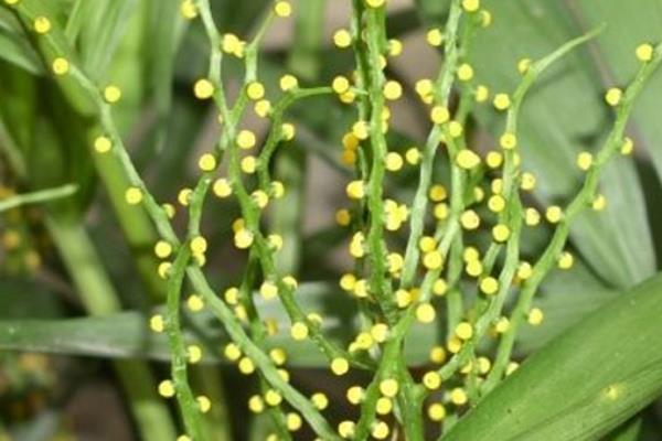 富贵椰子开花代表什么，寓意着一路平安、花开富贵、秀美飘逸