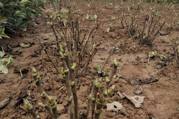 牡丹的繁殖季节与繁殖方式，秋季可采取分株法、播种法、嫁接法