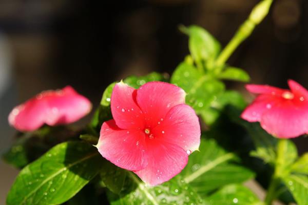 怎么养殖蔓长春花，每隔10天追施一次肥液