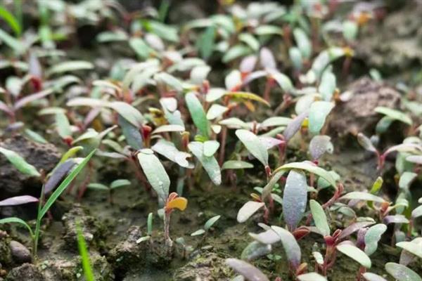 汉菜的种植方法，春季和秋季均可种植