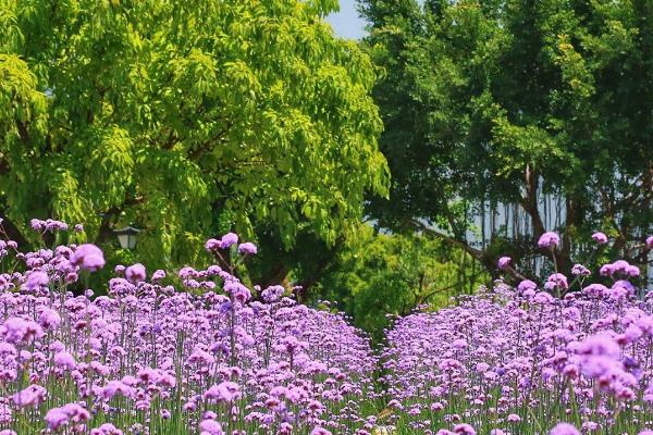 福州花海公园什么时候有花海，一年四季都有