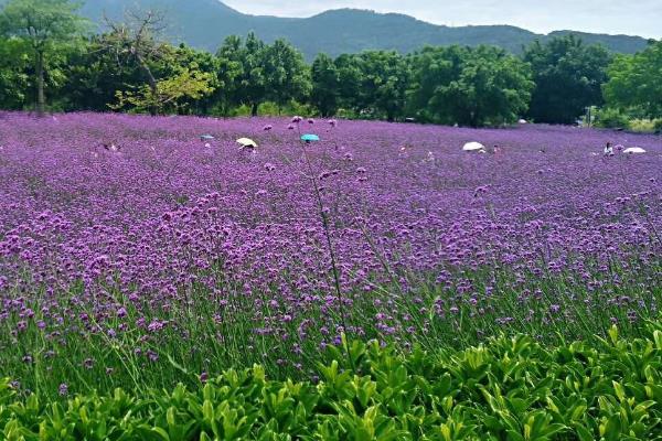 福州花海公园什么时候有花海，一年四季都有