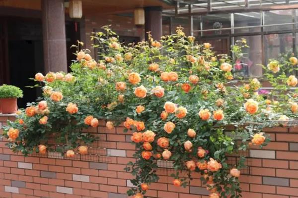 夏洛特夫人能不能爬藤，属于藤本植物可以爬藤