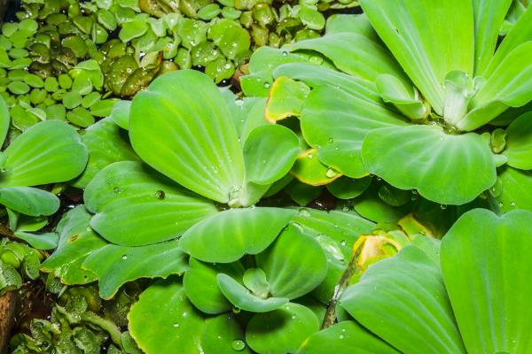 水芙蓉干边怎么处理，在生长期每隔2-4天浇水一次